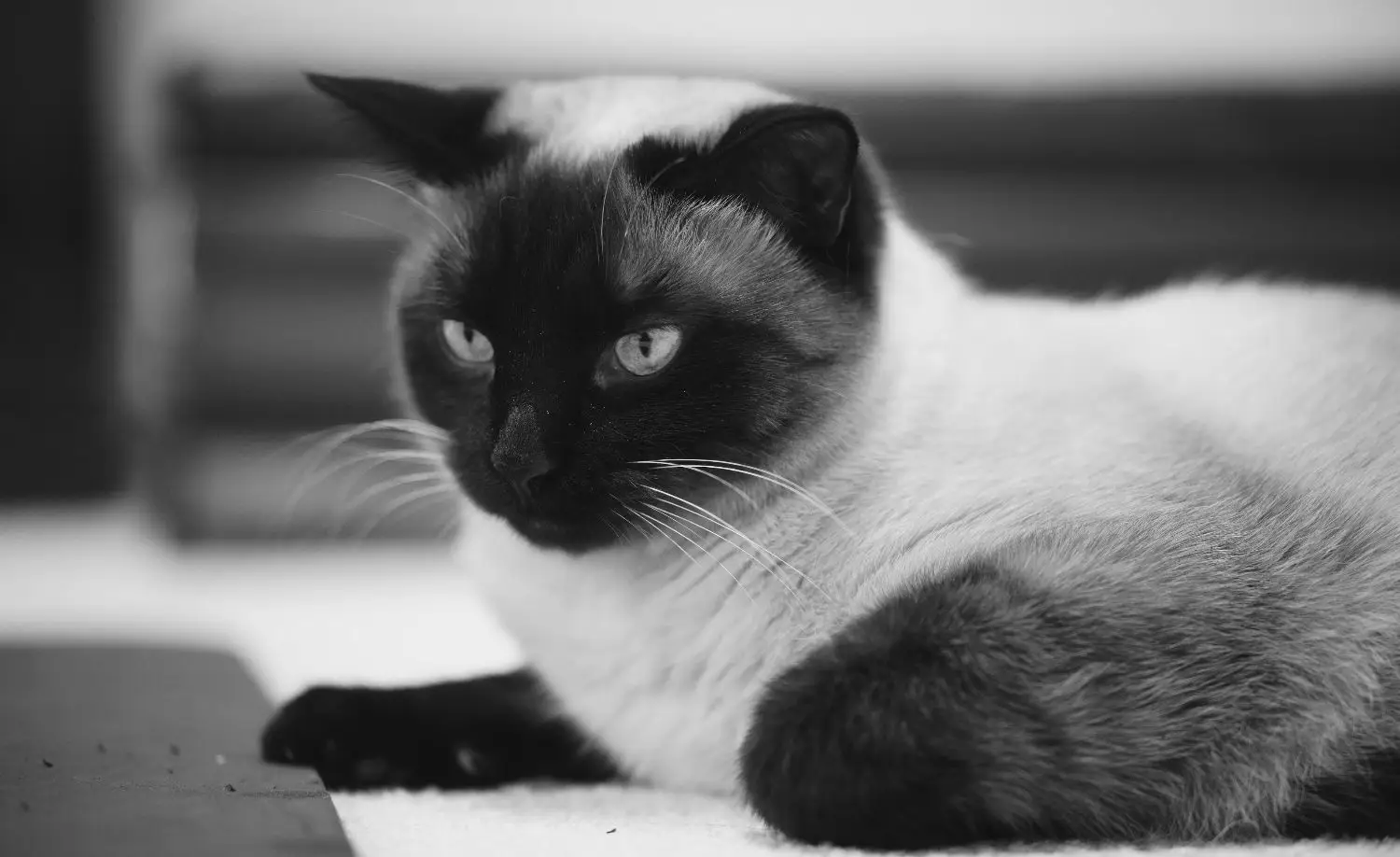 盯着猫来研究他