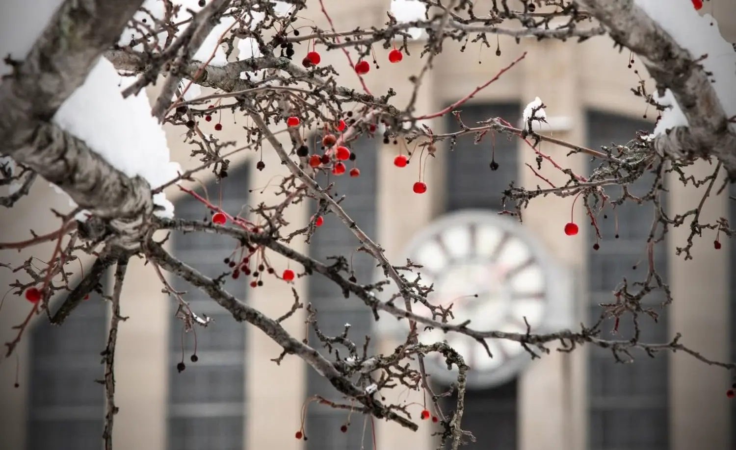 什么车可以在雪地撒野？